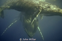 What a great sight today captured a Mother Humpback Whale... by John Miller 